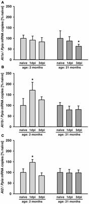 Angiotensin II Receptor 1 Blockage Limits Brain Damage and Improves Functional Outcome After Brain Injury in Aged Animals Despite Age-Dependent Reduction in AT1 Expression